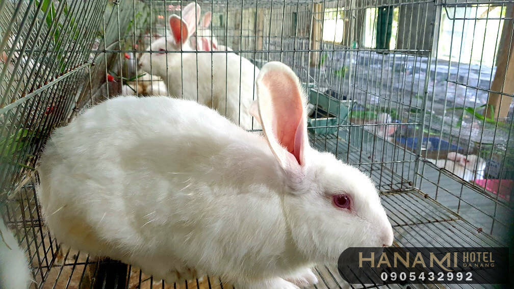 places to buy a rabbit in da nang