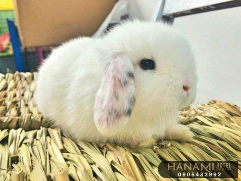 places to buy a rabbit in da nang