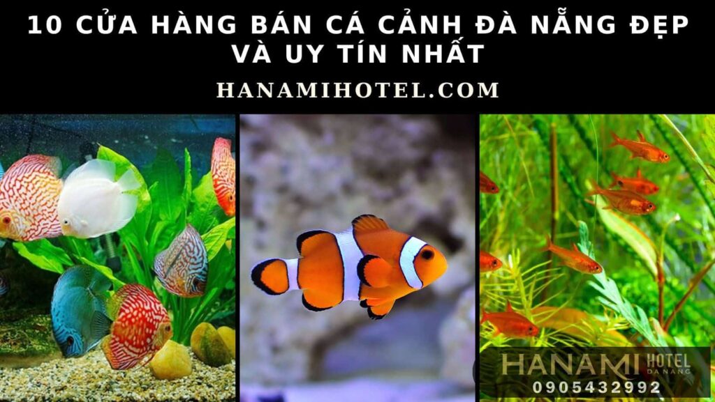 bán cá cảnh Đà Nẵng